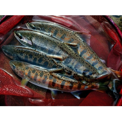 天竜川漁業協同組合　一般魚　年間遊漁券　釣り　鑑札　渓流　釣り券　漁業権　入漁券　ウ
