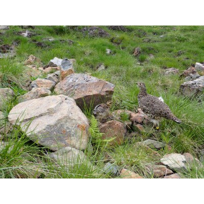 南アルプスまもり隊　登山道環境整備への寄附　登山者協力証1枚