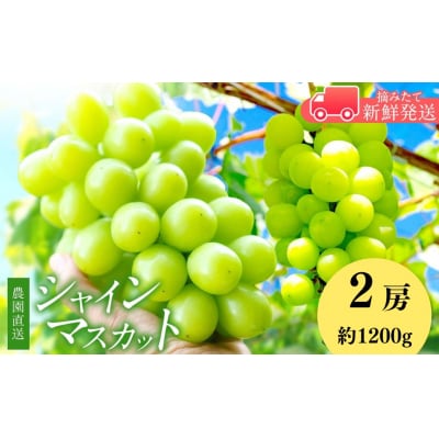 信州伊那産　大粒ぶどうのシャインマスカット　2房　約1200g　