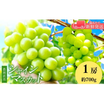 信州伊那産　大粒ぶどうのシャインマスカット　1房　約700g