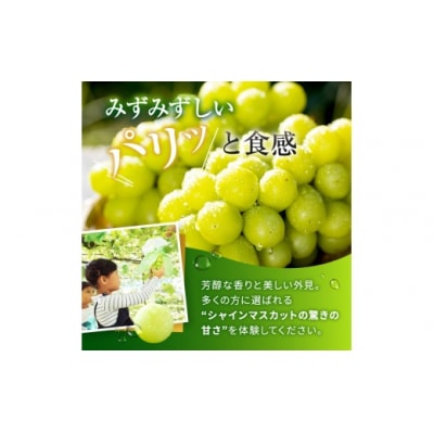 信州伊那産　シャインマスカット4-5房　合計1.5kg