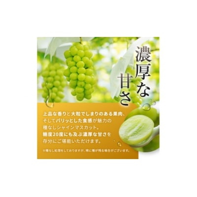 信州伊那産　シャインマスカット4-5房　合計1.5kg