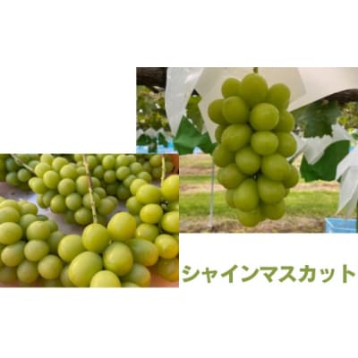 信州伊那産ぶどう3種食べ比べ(約1.5kg)シャイマス1房、クイーンルージュ1房、雄宝1房、全3房