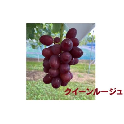 信州伊那産ぶどう3種食べ比べ(約1.5kg)シャイマス1房、クイーンルージュ1房、雄宝1房、全3房