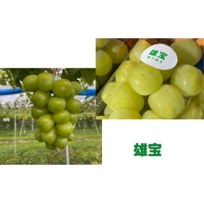 信州伊那産ぶどう3種食べ比べ(約1.5kg)シャイマス1房、クイーンルージュ1房、雄宝1房、全3房