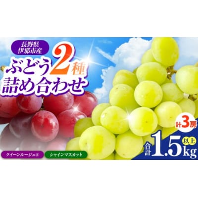 信州伊那産ぶどう2種食べ比べ(約1.5kg)シャインマスカット2房、クイーンルージュ1房、全3房