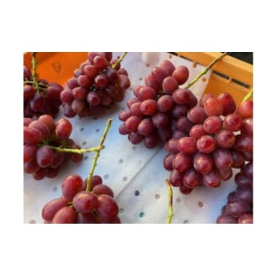 信州伊那産ぶどう2種食べ比べ(約1.5kg)シャインマスカット2房、クイーンルージュ1房、全3房