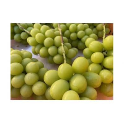 信州伊那産ぶどう2種食べ比べ(約1.5kg)シャインマスカット2房、クイーンルージュ1房、全3房