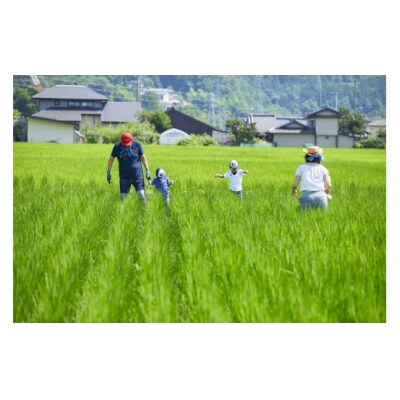 令和8年産　信州伊那市　「ずくだして」つくった多笑米コシヒカリ玄米　10kg
