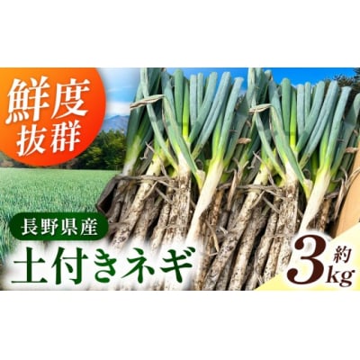 伊那市田原産　土付きネギ　約3kg