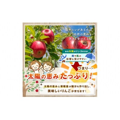 伊那市田原産 リンゴ サンふじ 訳あり 約5kg