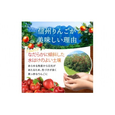 伊那市田原産 リンゴ サンふじ 訳あり 約10kg