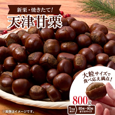 【800g】新栗ビックサイズ!!焼きたて!!天津甘栗　大粒サイズ　期間限定でお届けします。