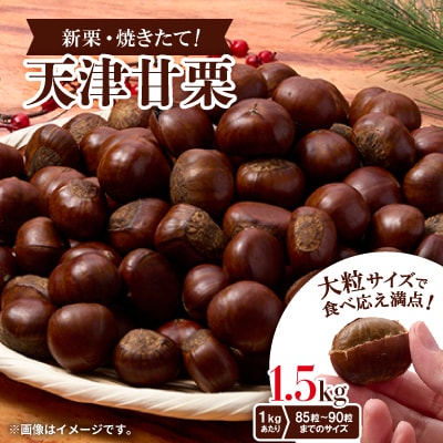 【1.5kg】新栗ビックサイズ!!焼きたて!!天津甘栗　大粒サイズ　期間限定でお届けします。