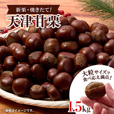 【1.5kg】新栗ビックサイズ!!焼きたて!!天津甘栗　大粒サイズ　期間限定でお届けします。
