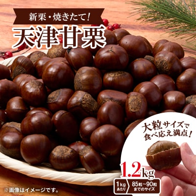 【1.2kg】新栗ビックサイズ!!焼きたて!!天津甘栗　大粒サイズ　期間限定でお届けします。