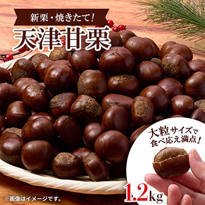 【1.2kg】新栗ビックサイズ!!焼きたて!!天津甘栗　大粒サイズ　期間限定でお届けします。