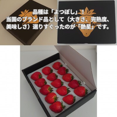 艶星(イチゴ)約350g～約400g「甘味、酸味、風味、旨味」四つ星級に美味!採れたてをお届けします