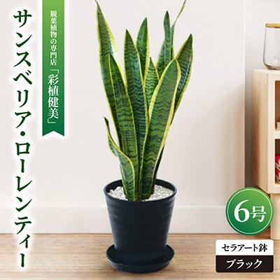 観葉植物 サンスベリア・ローレンティー 6号セラアート鉢 ブラック