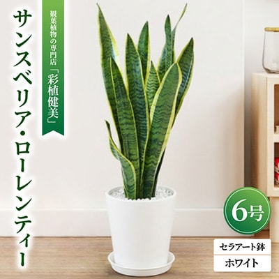 観葉植物 サンスベリア・ローレンティー 6号セラアート鉢 ホワイト