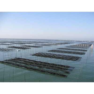 【福岡有明のり】初摘み海苔と海苔佃煮セット