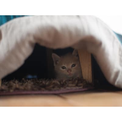 天然オイル仕上「栗の木」ねこたつ【ネイビー】