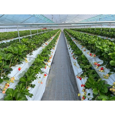 あまおうギフトBOX(DX8粒×2パック)