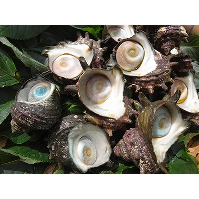 漁師直送!浜茹で冷凍サザエ　2kg(約20個)(冷凍品)