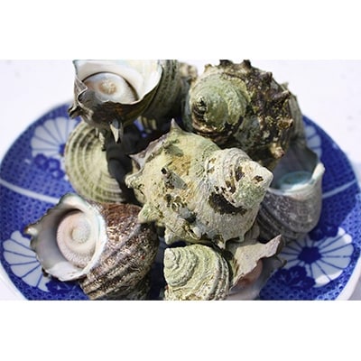 漁師直送!浜茹で冷凍サザエ　2kg(約20個)(冷凍品)