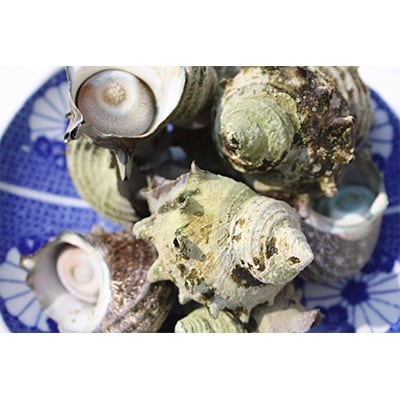 漁師直送!浜茹で冷凍サザエ　2kg(約20個)(冷凍品)