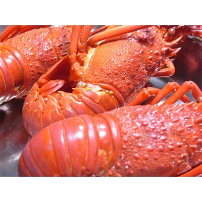 漁師直送　浜茹で伊勢海老　約1kg(5匹前後)