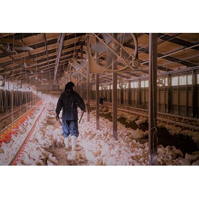 宮崎県産ブランド鶏「夢創鶏」若鶏もも肉切身 小分けパック(200g×8パック)