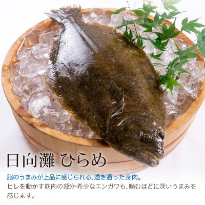 活〆ヒラメのお刺身(1尾分:約400g)(門川町)