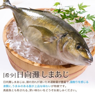 活〆しまあじのお刺身(1尾分:約500～600g)(門川町)