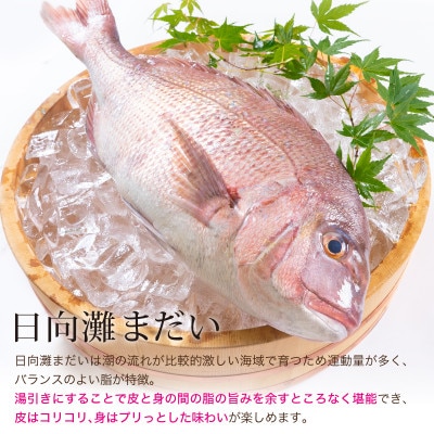 活〆真鯛湯引きのお刺身(1尾分:約500～600g)(門川町)