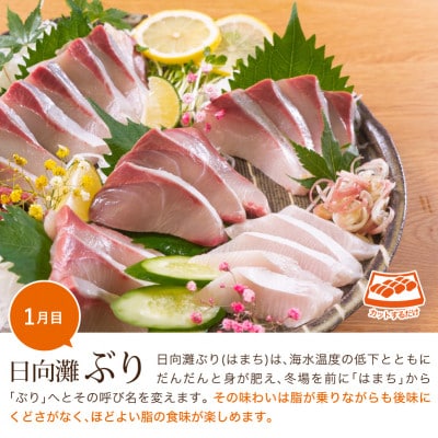 【毎月定期便】旬の鮮魚3ヶ月コース(定番)(門川町)全3回