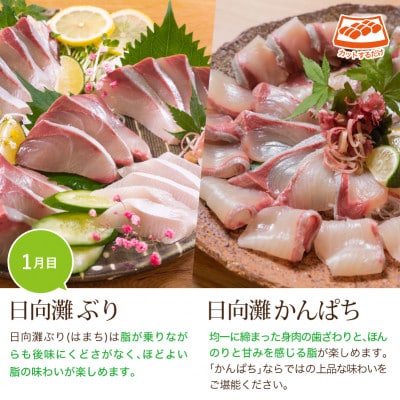 【毎月定期便】旬の鮮魚3ヶ月コース(少量贅沢)(門川町)全3回