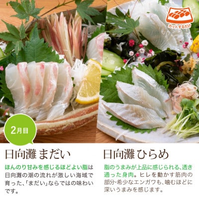 【毎月定期便】旬の鮮魚3ヶ月コース(少量贅沢)(門川町)全3回