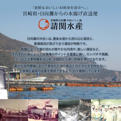 【毎月定期便】旬の鮮魚12ヶ月コース(門川町)全12回