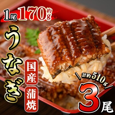 国産うなぎ蒲焼(約170g×3尾)