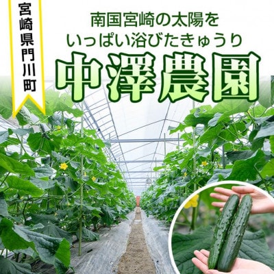 宮崎県産きゅうり2.5kg
