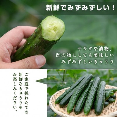 宮崎県産きゅうり2.5kg