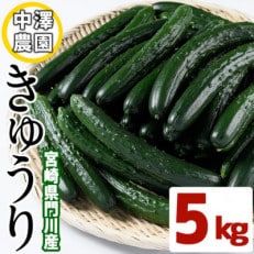 宮崎県産きゅうり5kg