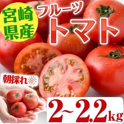 ＜期間限定・先行予約＞朝採れフルーツトマト　2kg～2.2kg