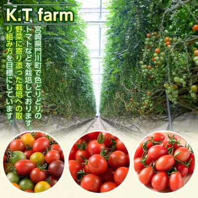 ＜期間限定・先行予約＞朝採れフルーツトマト　2kg～2.2kg