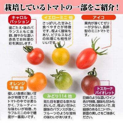 【期間限定・先行予約】金丸さん家のカラフルトマト(約1kg)