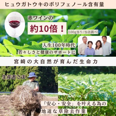 日々是トウキ茶 (ヒュウガトウキ/日本山人参) 40g ×1袋