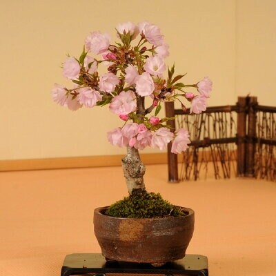 養庄園 ミニ盆栽:桜盆栽 | ふるさと納税のお礼品