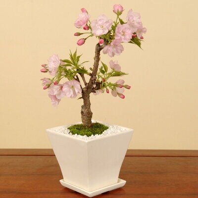 養庄園 ミニ盆栽:桜盆栽