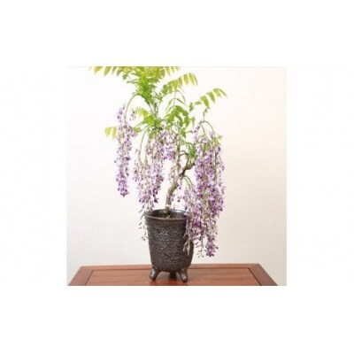 養庄園 藤盆栽 お礼品詳細 ふるさと納税なら さとふる